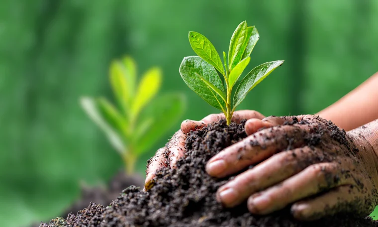 Close-up of hands planting a seedling in the forest
