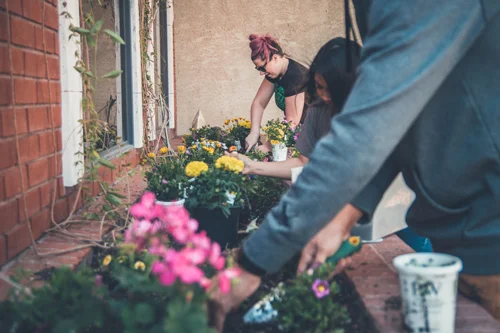 A group of volunteers are gardening together
